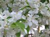 Photo of Genus=Malus&Species=sp.&Common=Spring Snow Crabapple&Cultivar='Spring Snow'