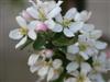 Photo of Genus=Malus&Species=sp.&Common=Sugar Tyme Crabapple&Cultivar='Sugar Tyme'