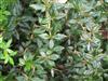 Photo of Genus=Berberis&Species=gagnepainii&Common=Berberis&Cultivar=