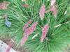 Photo of Genus=Melinus&Species=nerviglumis&Common=Pink Champagne Ruby Grass&Cultivar='Pink Champagne'