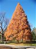 Photo of Genus=Metasequoia&Species=glyptostroboides&Common=Dawn Redwood&Cultivar=