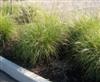Photo of Genus=Miscanthus&Species=sinensis&Common=Little Zebra Maiden Grass&Cultivar='Zebrinus'