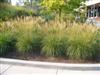 Photo of Genus=Miscanthus&Species=sinensis&Common=Adagio Maiden Grass&Cultivar='Adagio'