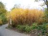 Photo of Genus=Miscanthus&Species=&Common=Giant Silver Grass&Cultivar='Giganteus'