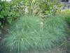 Photo of Genus=Miscanthus&Species=sinensis&Common=Adagio Maiden Grass&Cultivar='Adagio'