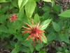 Photo of Genus=Monarda&Species=didyma&Common=Beebalm, Oswego Tea, Bergamot&Cultivar=