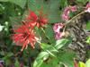 Photo of Genus=Monarda&Species=didyma&Common=Beebalm, Oswego Tea, Bergamot&Cultivar=