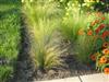 Photo of Genus=Nassella&Species=tenuissima&Common=Mexican Hair Grass, Pony Tails&Cultivar=Pony Tails