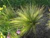 Photo of Genus=Nassella&Species=tenuissima&Common=Mexican Hair Grass, Pony Tails&Cultivar=Pony Tails