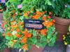 Photo of Genus=Tropaeolum&Species=spp&Common=Nasturtium&Cultivar=