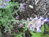 Photo of Genus=Nepeta&Species=x faassenii&Common=Catnip, Catmint&Cultivar=