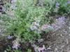 Photo of Genus=Nepeta&Species=x faassenii&Common=Catnip, Catmint&Cultivar=