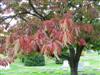 Photo of Genus=Oxydendrum&Species=arboreum&Common=Sourwood&Cultivar=