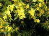 Photo of Genus=Gelsemium&Species=sempervirens&Common=Carolina Yellow Jessamine&Cultivar=