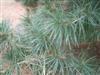 Photo of Genus=Sciadopitys&Species=verticillata&Common=Japanese Umbrella Pine&Cultivar=