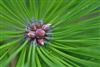 Photo of Genus=Pinus&Species=densiflora&Common=Japanese Red Pine&Cultivar=