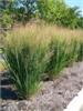 Photo of Genus=Panicum&Species=virgatum&Common=Northwind Switch Grass&Cultivar='Northwind'