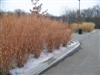 Photo of Genus=Panicum&Species=virgatum&Common=Dallas Blues Switch Grass&Cultivar='Dallas Blues'