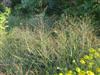 Photo of Genus=Panicum&Species=virgatum&Common=Switch Grass&Cultivar=