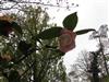 Photo of Genus=Camellia&Species=japonica&Common=&Cultivar=desir