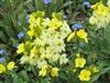 Photo of Genus=Erysimum&Species=cheiri&Common=Wallflower&Cultivar=