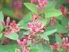 Photo of Genus=Lonicera&Species=tatarica&Common=Tatarian Honeysuckle&Cultivar=