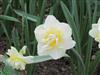 Photo of Genus=Narcissus&Species=spp&Common=Daffodil&Cultivar=White Lion