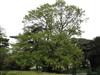 Photo of Genus=Quercus&Species=castaneafolia&Common=&Cultivar=