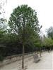 Photo of Genus=Sorbus&Species=latifolia&Common=&Cultivar=