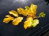 Photo of Genus=Parrotia&Species=persica&Common=Persian Parrotia&Cultivar=