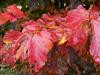 Photo of Genus=Parrotia&Species=persica&Common=Persian Parrotia&Cultivar=