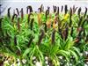 Photo of Genus=Pennisetum&Species=glaucum&Common=Jade Princess Ornamental Millet&Cultivar='Jade Princess'