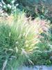 Photo of Genus=Pennisetum&Species=alopecuroides&Common=Perennial Fountain Grass&Cultivar=