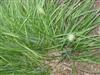 Photo of Genus=Pennisetum&Species=alopecuroides&Common=Perennial Fountain Grass&Cultivar=