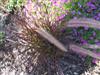 Photo of Genus=Pennisetum&Species=setaceum&Common=Annual Fountain Grass&Cultivar=