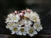 Photo of Genus=Physocarpus&Species=opulifolius&Common=Diablo Ninebark&Cultivar='Diablo'