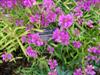 Photo of Genus=Physostegia&Species=virginiana&Common=Vivid Obedient Plant&Cultivar='Vivid'