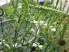 Photo of Genus=Physostegia&Species=virginiana&Common=Obedient Plant&Cultivar=