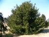 Photo of Genus=Picea&Species=abies&Common=Sherwood's Norway Spruce&Cultivar='Sherwoodii'