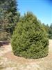 Photo of Genus=Picea&Species=abies&Common=Pyramidal Norway Spruce&Cultivar='Pyramidalis'