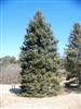 Photo of Genus=Picea&Species=pungens&Common=Hoopsii Colorado Spruce&Cultivar='Hoopsii'