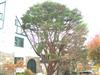 Photo of Genus=Pinus&Species=densiflora&Common=Tanyosho Pine&Cultivar='Umbraculifera'