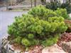 Photo of Genus=Pinus&Species=nigra&Common=Hornibrookiana Pine&Cultivar=Hornibrookiana