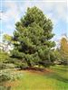 Photo of Genus=Pinus&Species=nigra&Common=Austrian Pine&Cultivar=