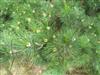 Photo of Genus=Pinus&Species=peuce&Common=Macedonian Pine&Cultivar=