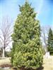 Photo of Genus=Pinus&Species=cembra&Common=Swiss Stone Pine&Cultivar=