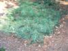 Photo of Genus=Pinus&Species=sylvestris&Common=Hillside Creeper Scots Pine&Cultivar='Hillside Creeper'