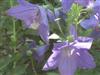 Photo of Genus=Platycodon&Species=grandiflorus&Common=Balloon Flower&Cultivar=