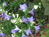 Photo of Genus=Platycodon&Species=grandiflorus&Common=Balloon Flower&Cultivar=