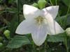 Photo of Genus=Platycodon&Species=grandiflorus&Common=Balloon Flower&Cultivar=